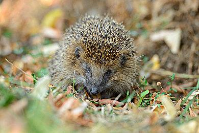 《绝地求生》主播打造3A级开放世界生存游戏新作